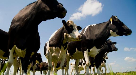 Koeien staan samen in de wei